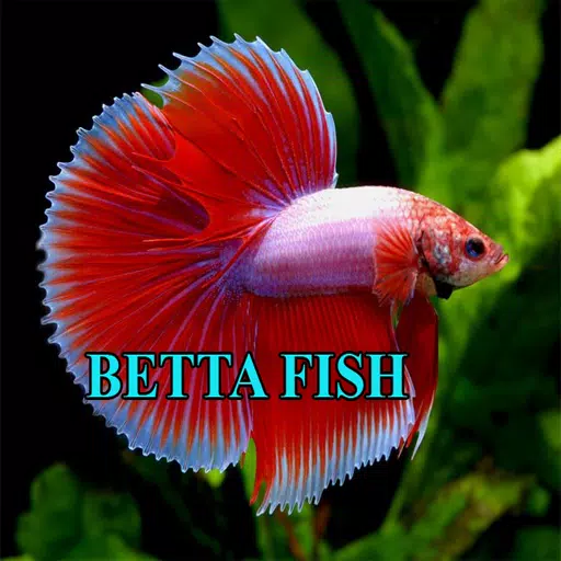 Betta Fish Gallery Capture d'écran 1