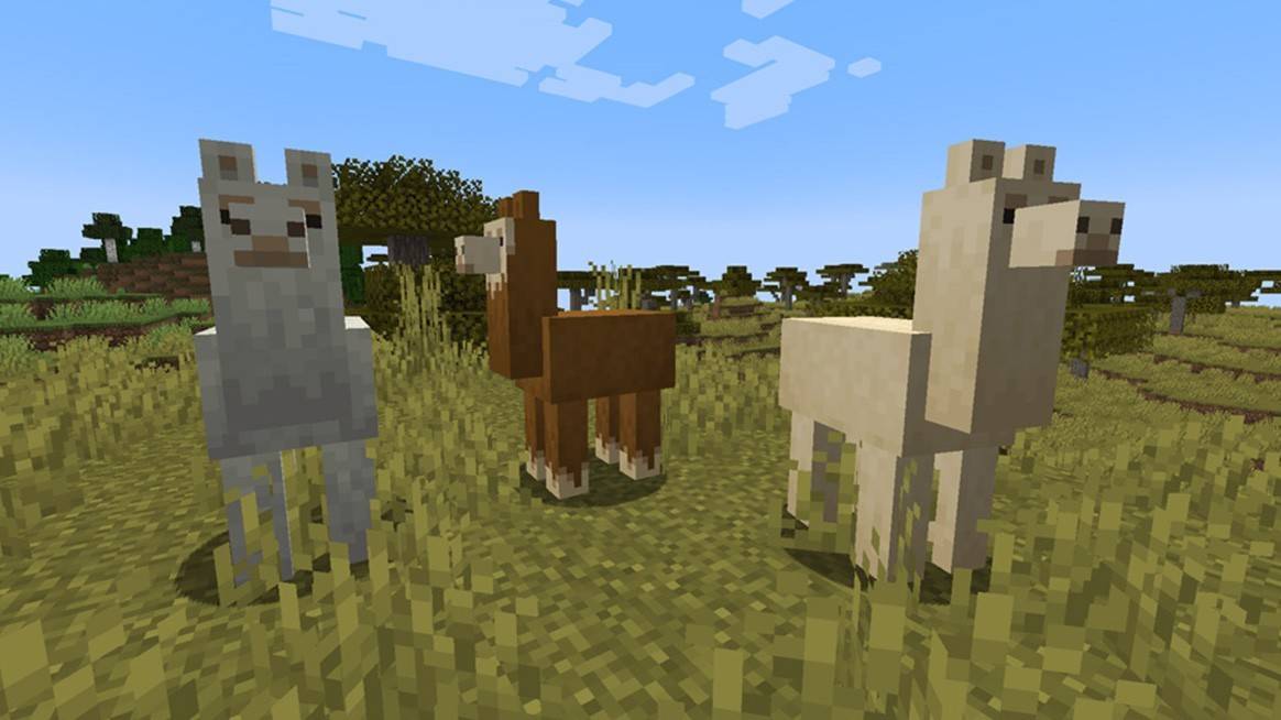 Finding wild llamas